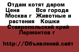 Отдам котят даром › Цена ­ 10 - Все города, Москва г. Животные и растения » Кошки   . Ставропольский край,Лермонтов г.